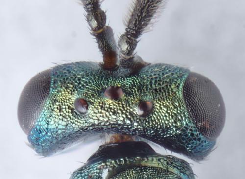 Stenomalina sp.